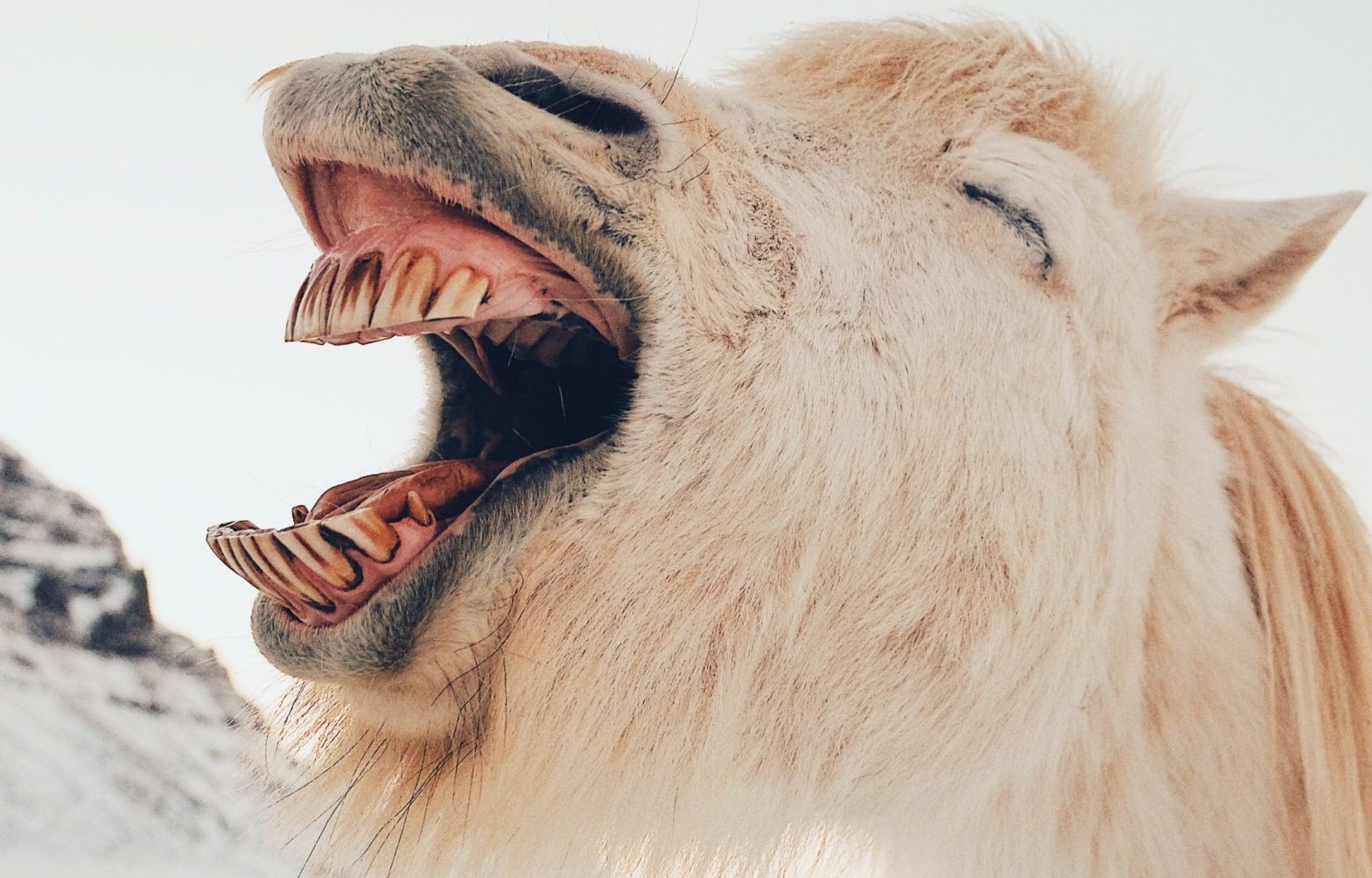 Aging Horse By Teeth:&nbsp;FAQ