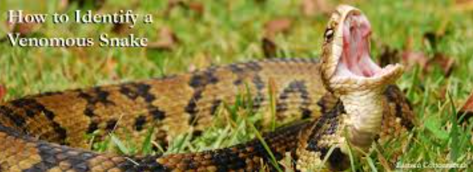Snake Bite Information
