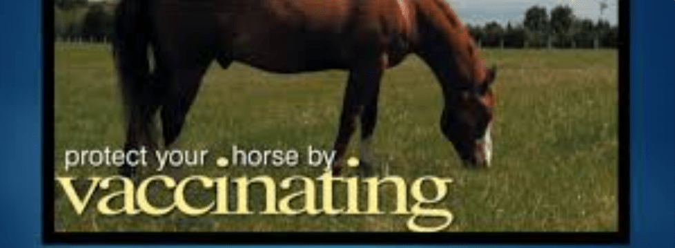 Vacinating Your Horse: Why It’s&nbsp;Important