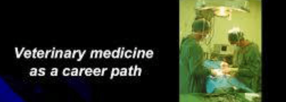 Studying Vet Med: what you need to&nbsp;know