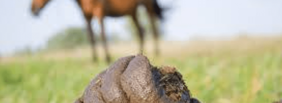 Internal Parasites /&nbsp;Worms