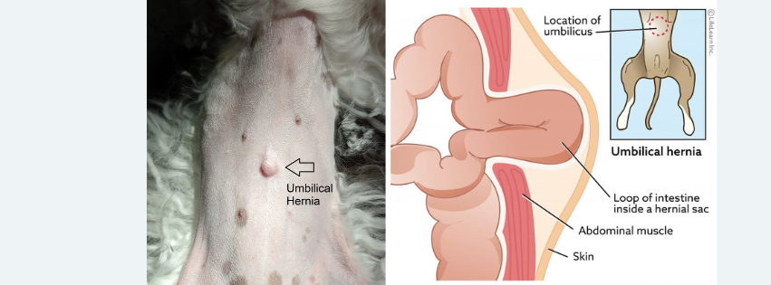 Puppy Hernia – RVO Vet Corner Files