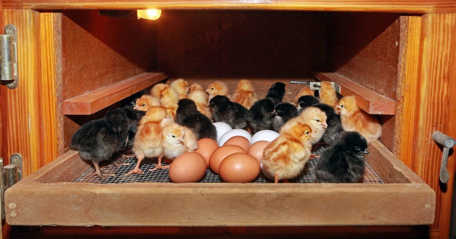 Fertile Eggs: How to Spot&nbsp;Them