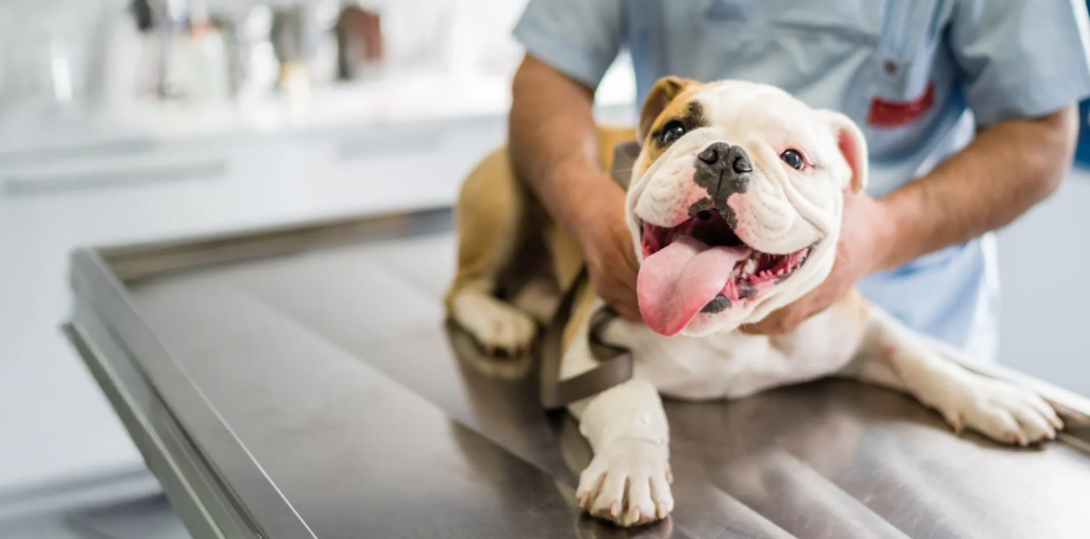 Veterinarian Database