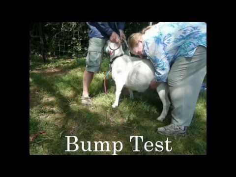 Bump Or Bounce Method To Check On A Pregnant&nbsp;Doe